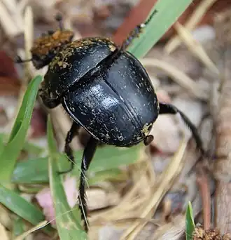 Scarabaeus spretus
