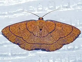 Scardamia chrysolina