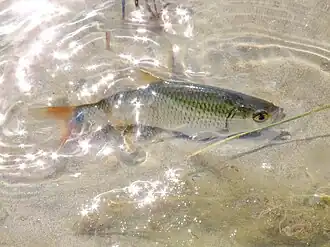 Scardinius hesperidicus