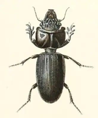 Schizogenius brevicornis