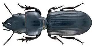 Scarites procerus