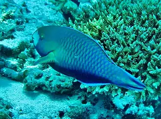 Scarus viridifucatus