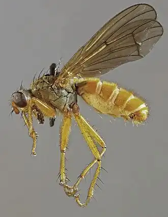 Scathophaga inquinata