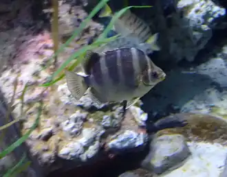 Scatophagus tetracanthus