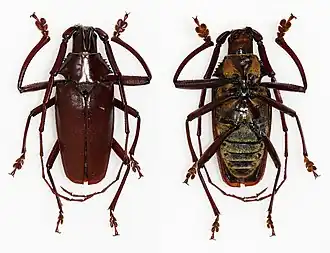 Scatopyrodes longiceps