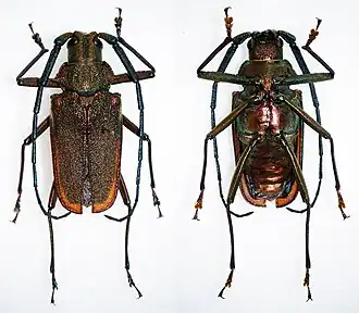 Scatopyrodes tenuicornis