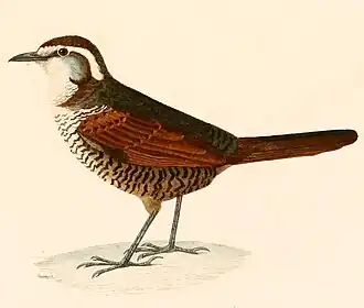 Witkeeltapaculo