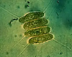 Coenobium van Scenedesmus