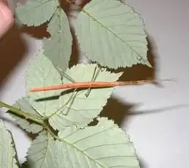 Sceptrophasma hispidulum