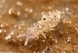 Schaefferia emucronata