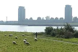 Schapen op de Meeuwenplaat (2017)