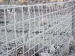 Schapengaas in de winter