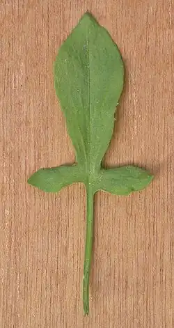 spiesvormig blad van schapenzuring (Rumex acetosella)