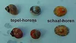 Tepel- en schaalhoren