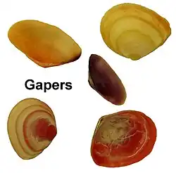 Gapers