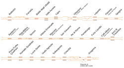sporenkaart van de lijn