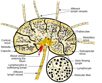 Structuur van een lymfeknoop
