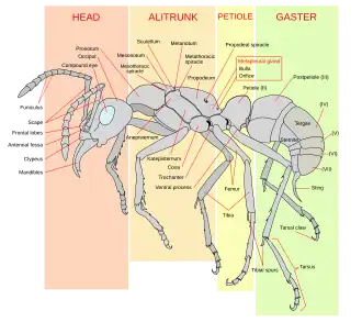 Voorstelling anatomie en benaming werkmier (Pachycondyla verenae)