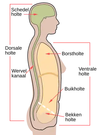 De buikholte ligt onder de borstholte en boven de bekkenholte