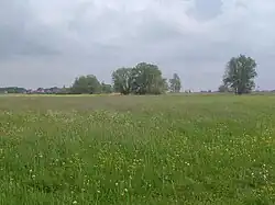 Een bloemenweide in Scherenwelle,Wilsum (NL) met een doorkijkje richting Lambertikerk
