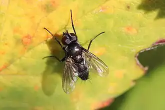 Gewone pissebedvlieg