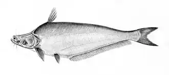 Schilbe uranoscopus
