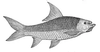 Schismatorhynchos heterorhynchos