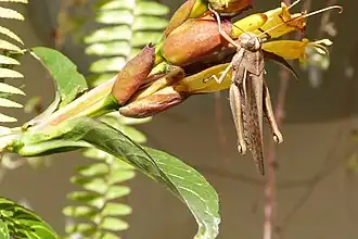 Schistocerca cancellata