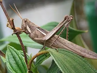 Schistocerca flavofasciata