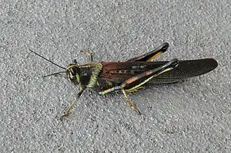 Schistocerca melanocera