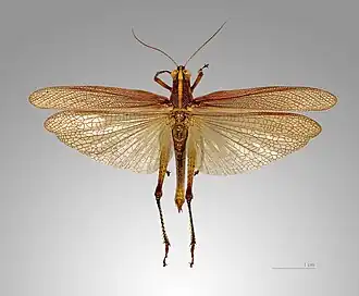 Schistocerca pallens