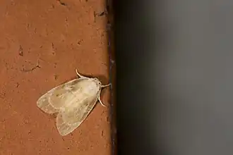 Schistophleps bipuncta