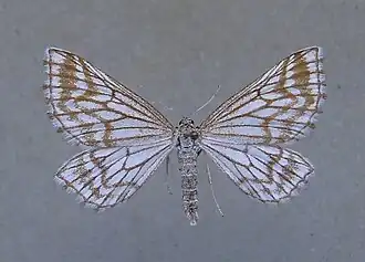 Schistostege decussata