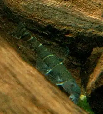 Schistura bucculenta