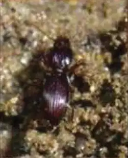 Schizogenius ocellatus