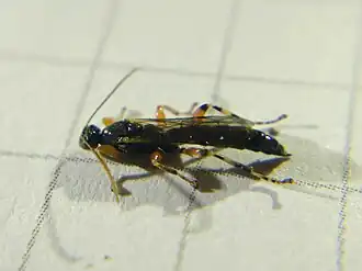 Schizopyga podagrica