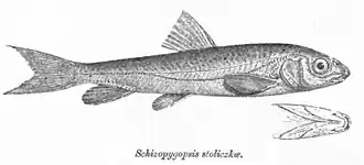 Schizopygopsis stoliczkai