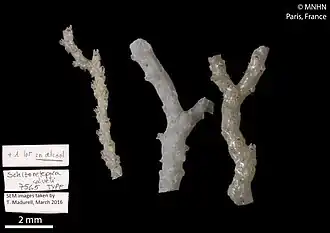 Schizoretepora calveti