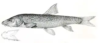 Schizothorax esocinus