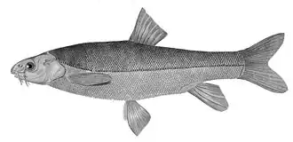 Schizothorax eurystomus