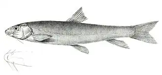 Schizothorax microcephalus