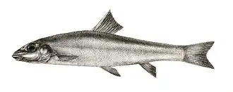 Schizothorax progastus