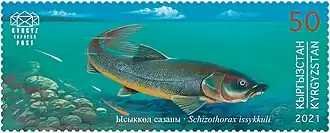 Schizothorax pseudoaksaiensis issykkuli