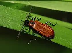 Schizotus pectinicornis