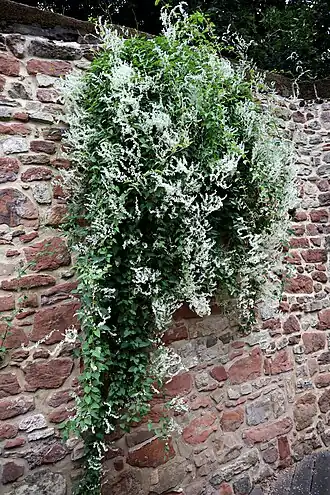 Chinese bruidssluier