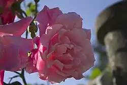 'Climbing Madame Edouard Herriot' (voor 1921)