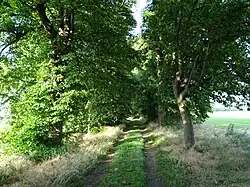 overgroeide oprijlaan, 2018