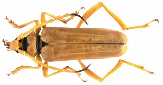 Schmidtiana ochracea