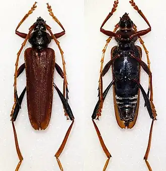 Schmidtiana spinicollis