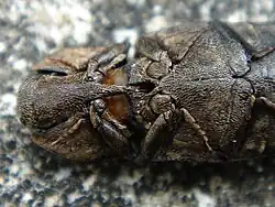 Onderzijde borststuk met de haakvormige bek